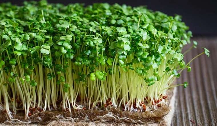 Các loại rau mầm có nguy cơ bị nhiễm một số loại vi khuẩn